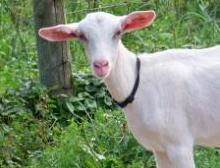 Goat from Pine Lane Farm, Martha Enriquez